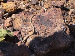 Demansia quaesitor