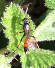 Ichneumon bucculentus