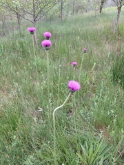 Cirsium welwitschii