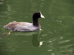Fulica americana
