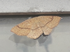 Cyclophora ruficiliaria