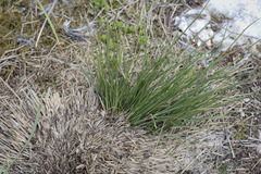 Festuca pseudovina