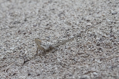 Amphibolurus centralis