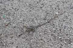 Amphibolurus centralis