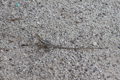 Amphibolurus centralis