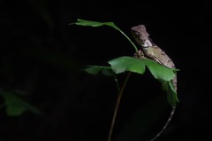 Acanthosaura lepidogaster