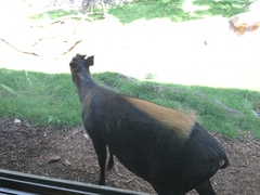 Cephalophus silvicultor