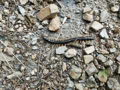 Scolopendra japonica