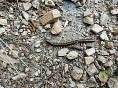 Scolopendra japonica