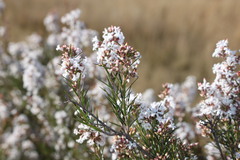 Acrothamnus melaleucoides