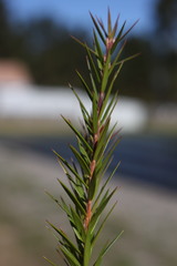Acrothamnus melaleucoides