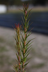 Acrothamnus melaleucoides