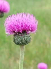 Cirsium welwitschii