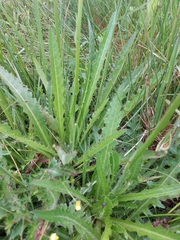Cirsium welwitschii
