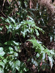 Cinnamomum oliveri