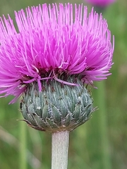 Cirsium welwitschii