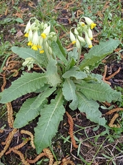 Primula veris