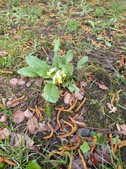Primula veris