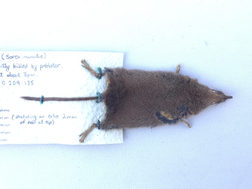 Eurasian Pygmy Shrew