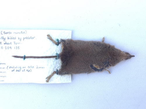 Eurasian Pygmy Shrew