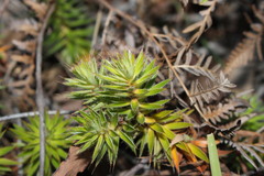Melichrus procumbens