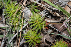 Melichrus procumbens