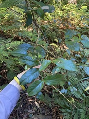 Daphnandra micrantha