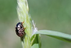 Calligrapha confluens