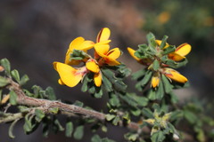 Pultenaea hartmannii