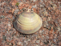 Meretrix petechialis