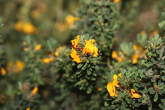 Pultenaea hartmannii