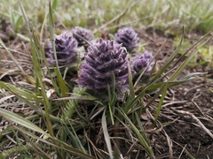 Ajuga pyramidalis