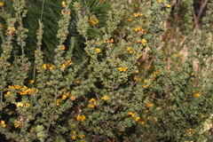 Pultenaea hartmannii