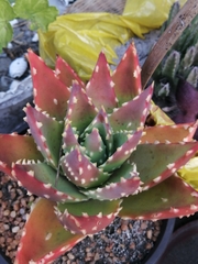 Aloe brevifolia