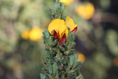 Pultenaea hartmannii