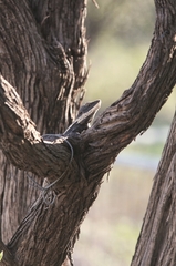 Amphibolurus centralis