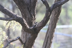 Amphibolurus centralis