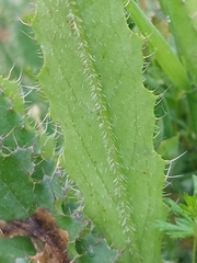 Cirsium welwitschii