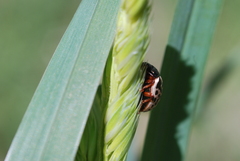 Calligrapha confluens