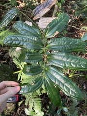 Ripogonum discolor