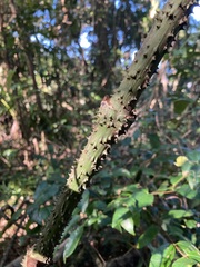 Ripogonum discolor