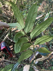 Ripogonum discolor