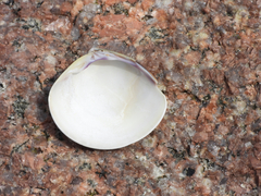 Meretrix petechialis