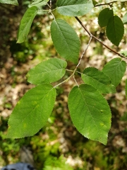 Amelanchier arborea arborea