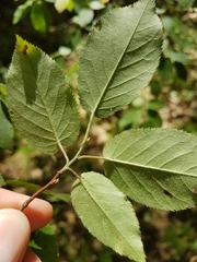Amelanchier arborea arborea