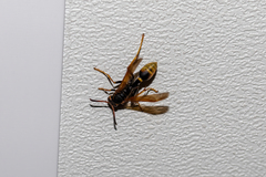 Mischocyttarus flavitarsis