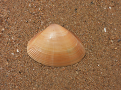 Mactra chinensis
