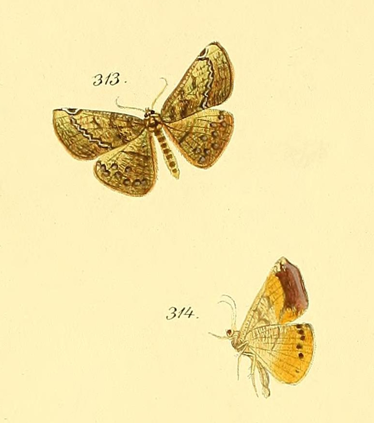 Acrotomia viminaria