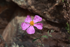 Cistus tauricus