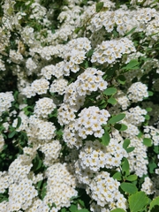 Spiraea crenata